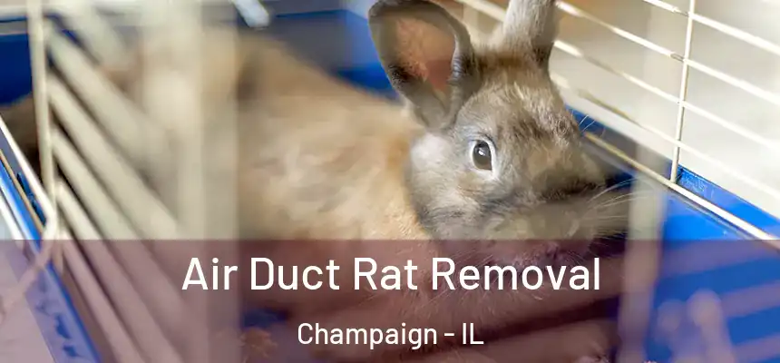 Air Duct Rat Removal Champaign - IL